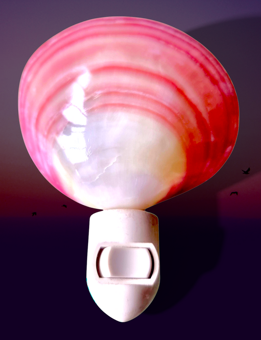 #7861 Pink clam (Codakia tigerina) Nightlight 4"- 5"