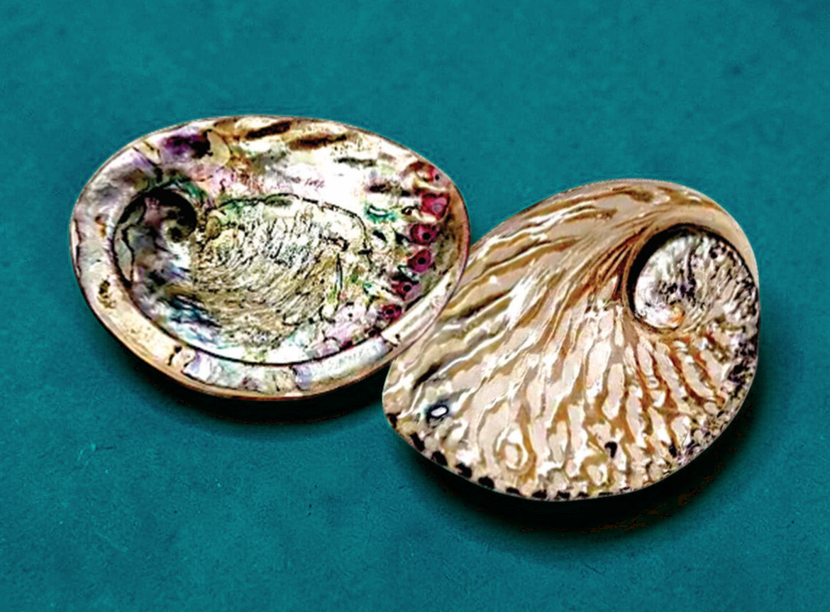 #7869 Midas Abalone Shells Polished 6"+