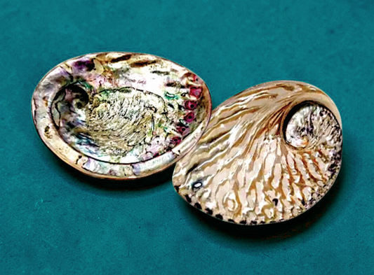 #7869 Midas Abalone Shells Polished 6"+