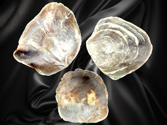 #7881 Windowpane Oyster (Placuna placenta) 3 1/2";