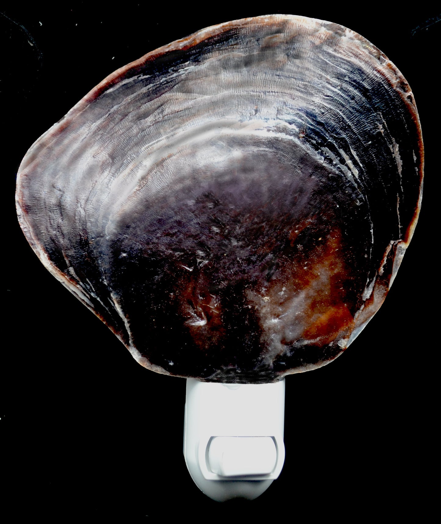 #7902 Placuna Shell Natural Shape Nightlight 5"- 6"