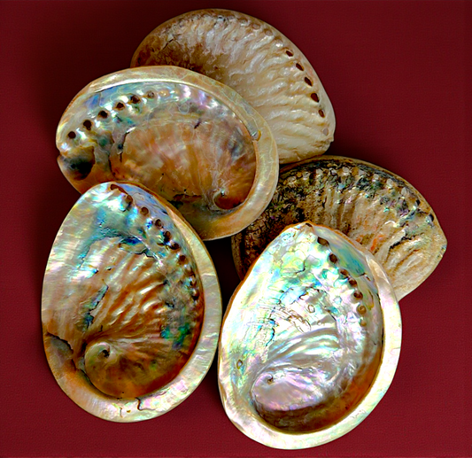 #7903 Midae Abalone Seashell (Brush polished) (5-6")