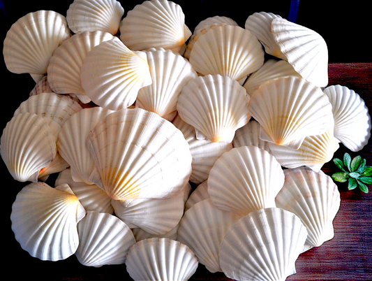 #7906 Polished Deep Scallop Seashells (3-4")