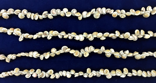 #7921 Umbonium Seashell Strung 6 ft.