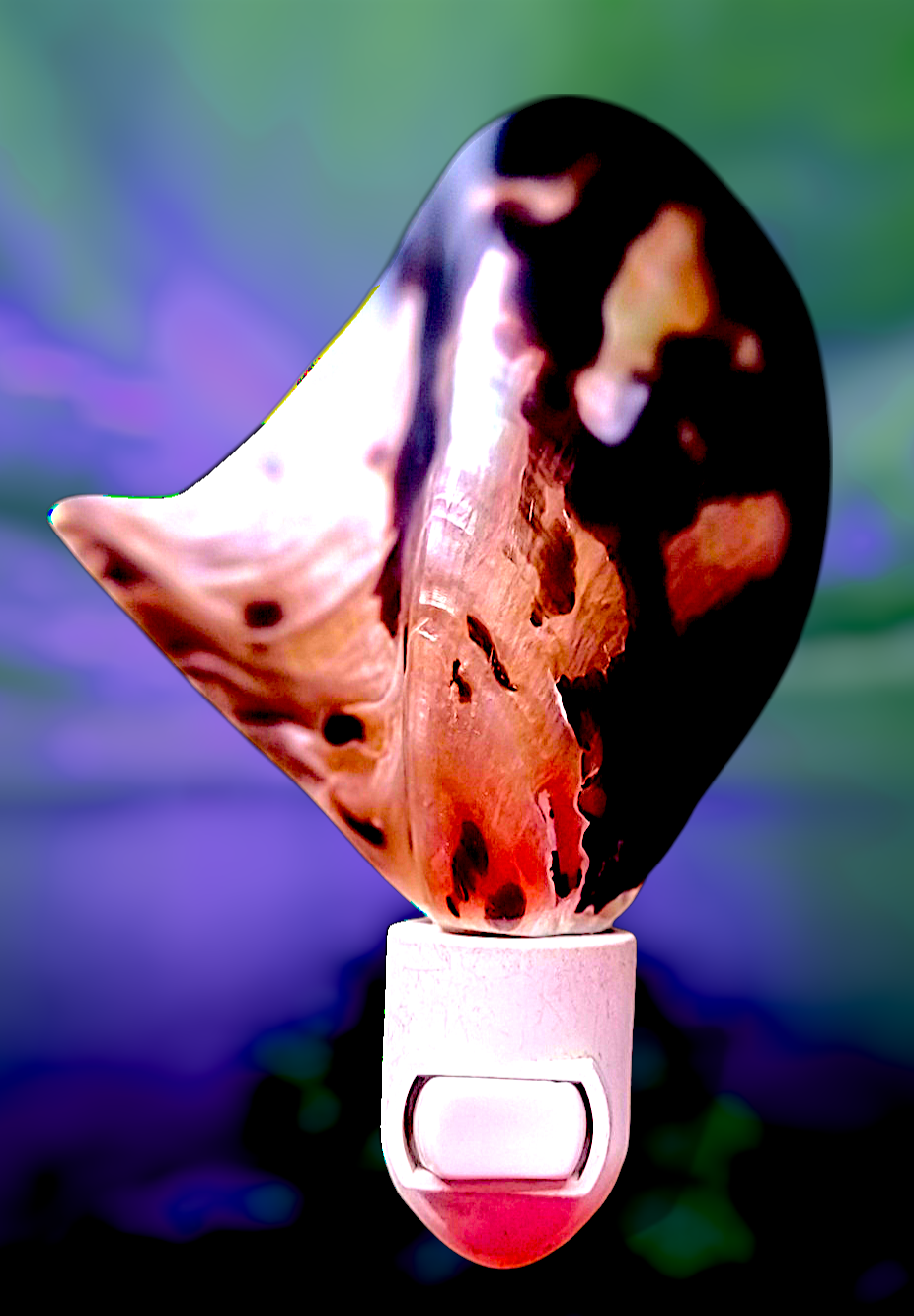 #7956 Brownlip Shell Polished Nightlight 4"- 5"