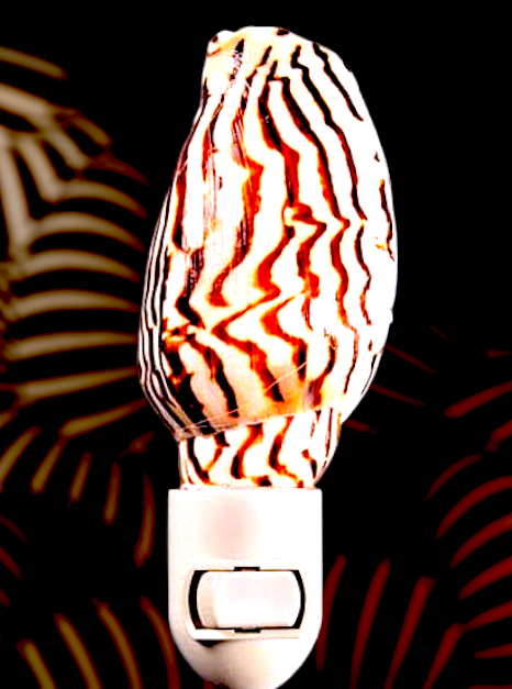 #7988 Cone Shell Nightlight 4"- 5"