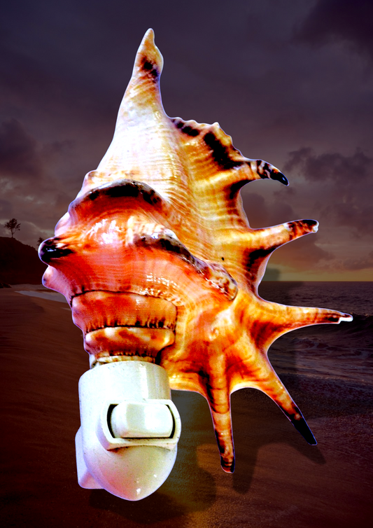 #9012 Polished Spider Conch Seashell Nightlight 4"- 5"
