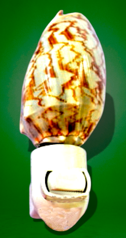 #9013 Polished Nobilis Volute Seashell Nightlight 4"- 5"