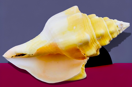 Shankha polished