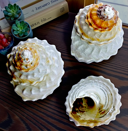 Wavy Turban shell