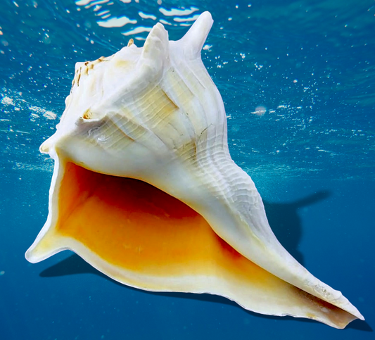 Left-handed Whelks