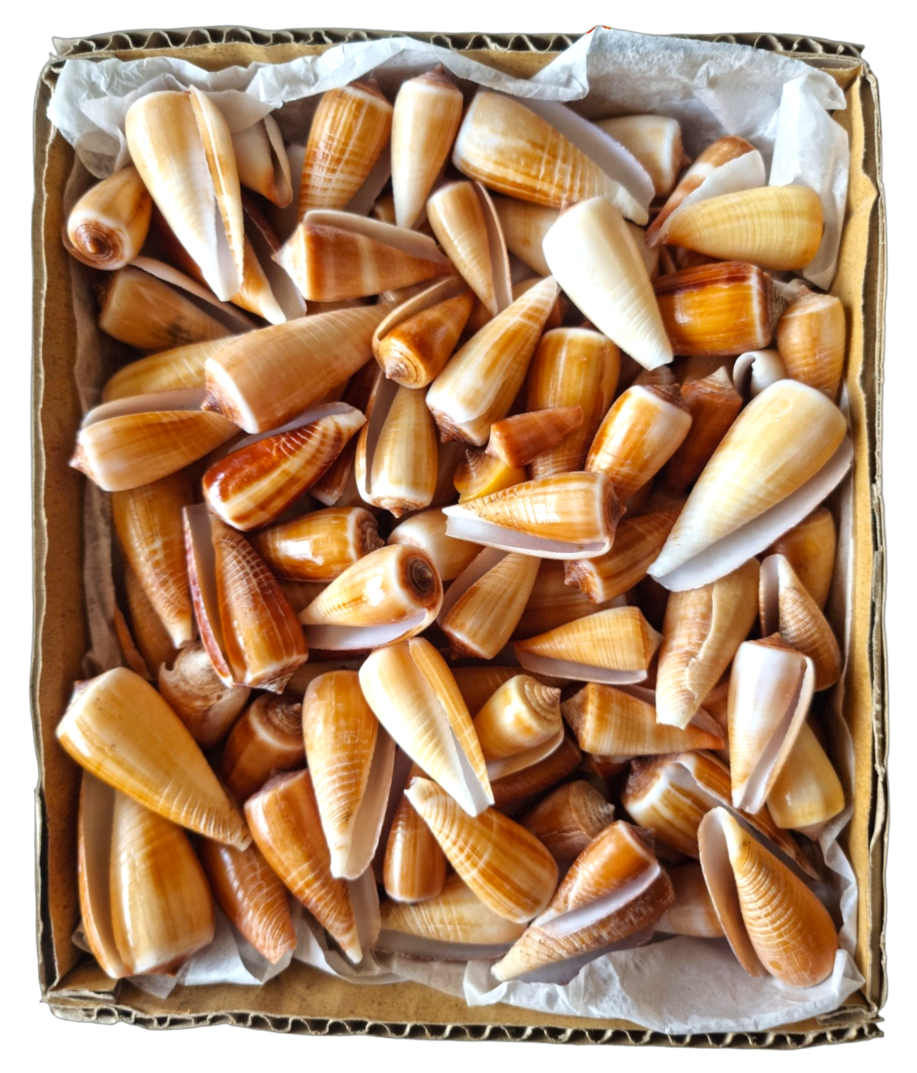 #9064 Polished Magician's Cone (Conus Magus) Seashell (assorted size)