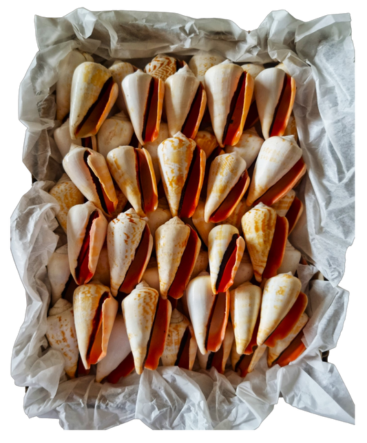 #9068 Polished Strawberry Conch (Strombus Luhuanus) Seashells