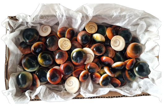 #9081 Tiger's Eye (shell operculum from turban shells)