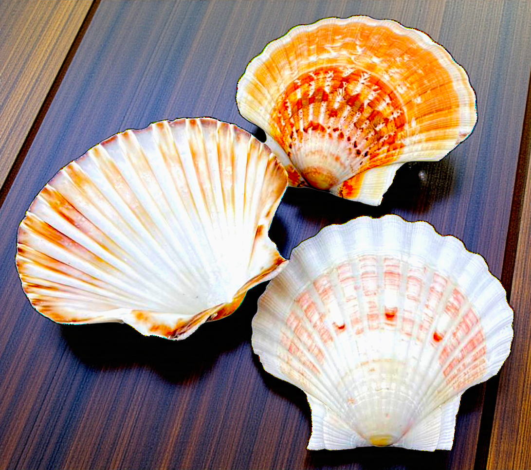 #9083 Polished Scallop Seashell