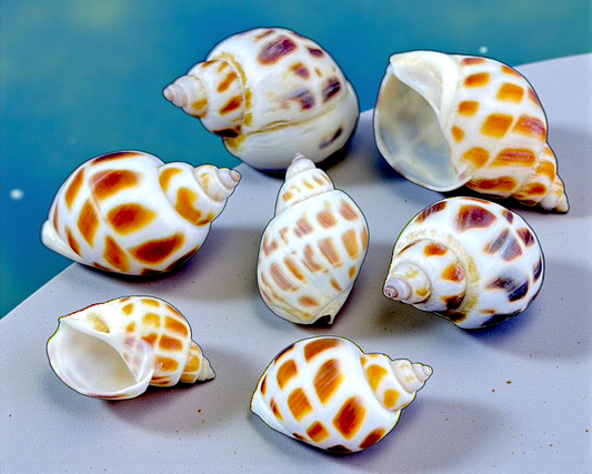 #9085 Polished Nutmeg Shell