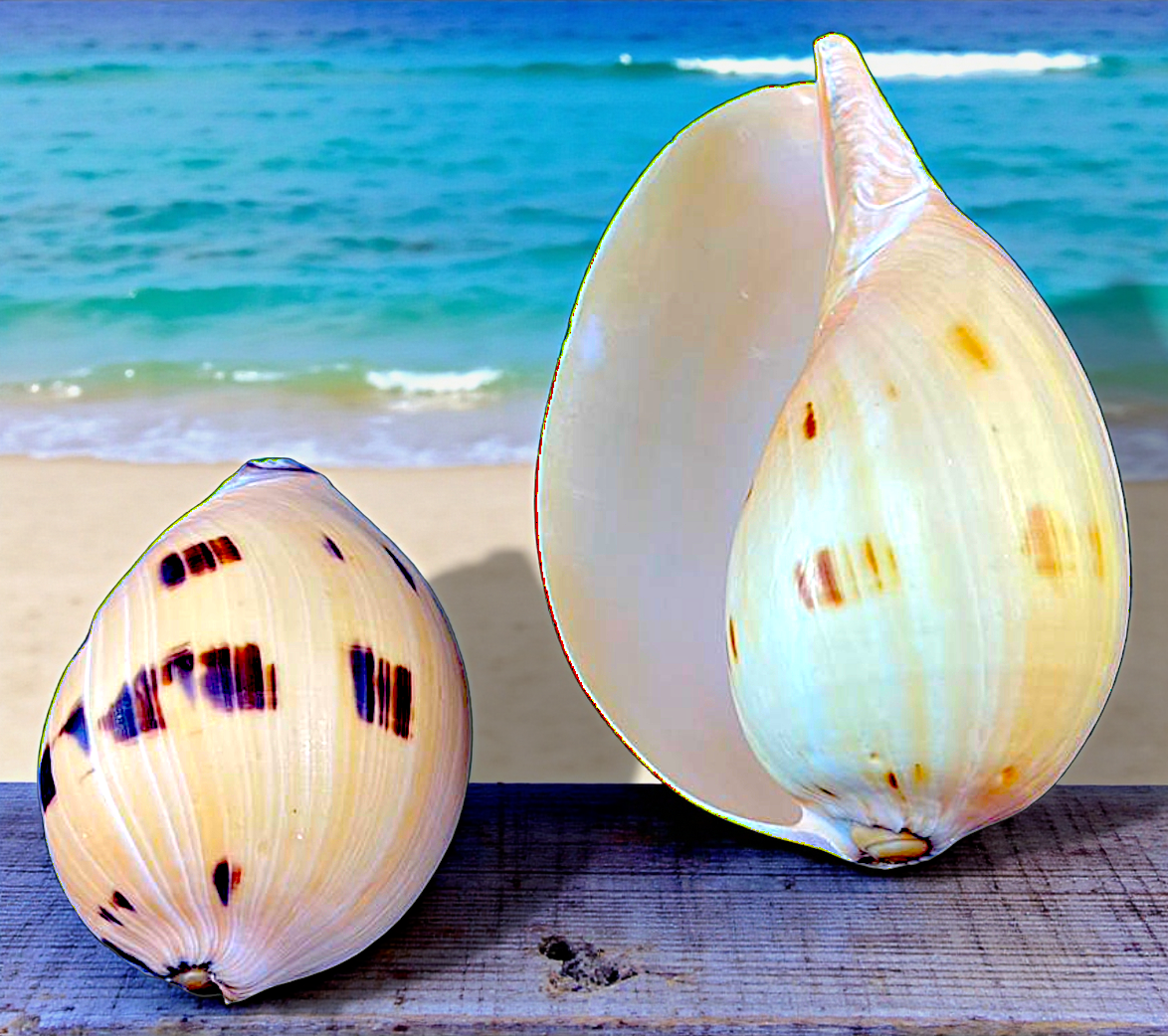 #9086 Polished Melo Seashells