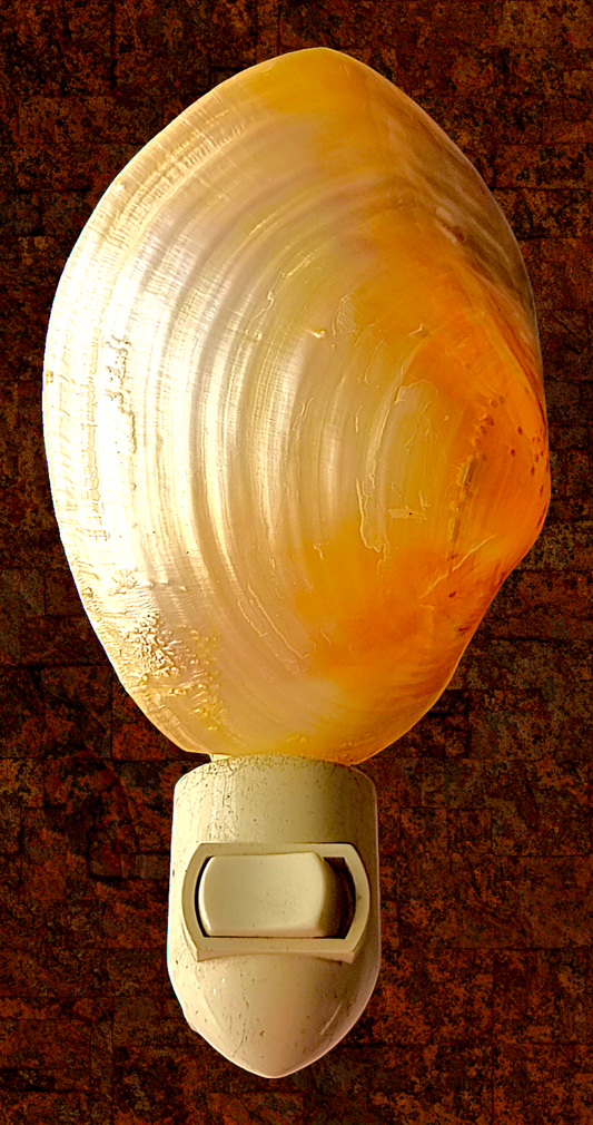 #9100 Polished Cabibi Shell Nightlight 4"- 5"
