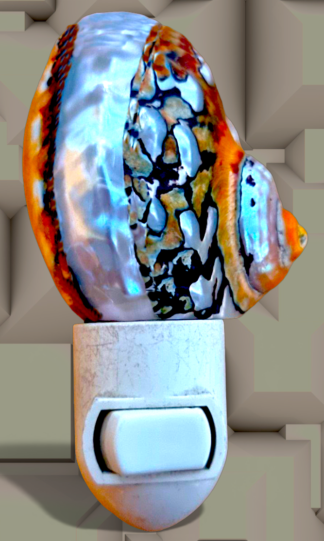 #9131 Turbo Sarmaticus Banded Nightlight 4"- 5"