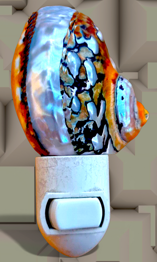 #9131 Turbo Sarmaticus Banded Nightlight 4"- 5"