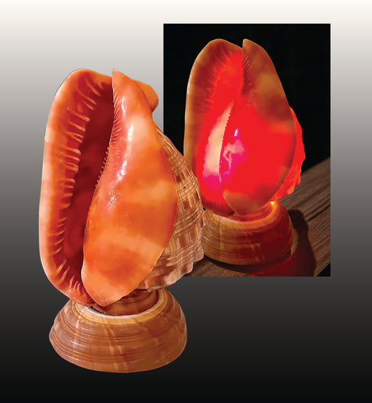 #9162  Cameo Shell Table Lamp 7"- 8""