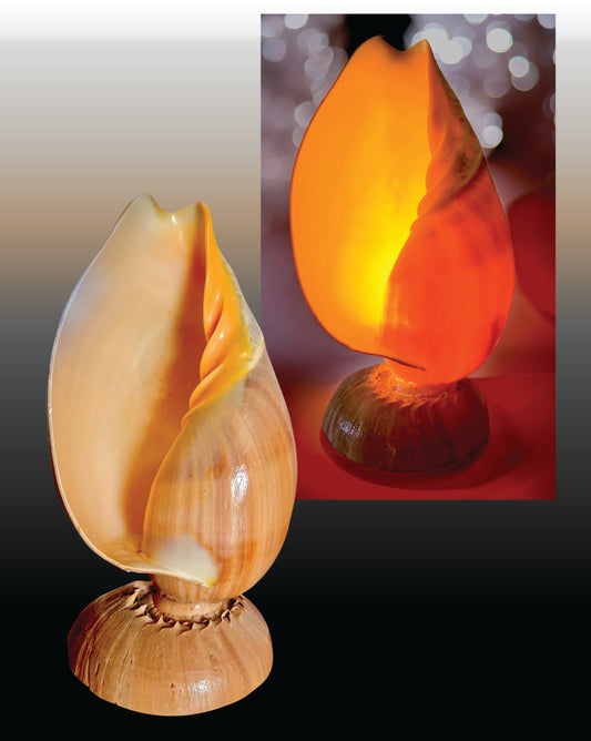 #9165 Melo Shell Table Lamp 7"- 8"
