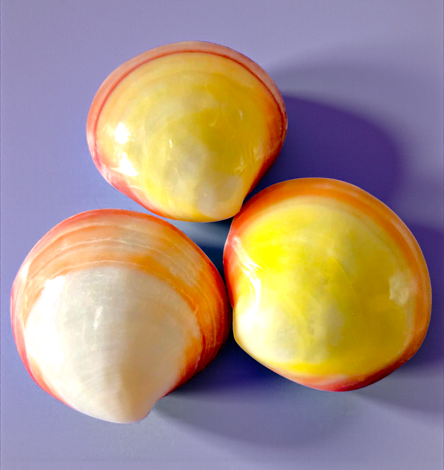 #9217 Polished Pink Clam (Codakia Tigerina) Seashell 3"+ unpaired