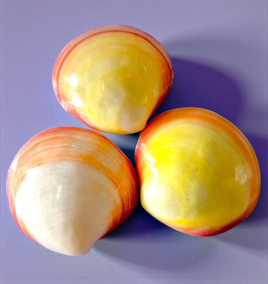 #9217 Polished Pink Clam (Codakia Tigerina) Seashell 3"+ unpaired