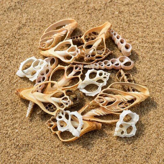 #9240 (Assorted Center Cut Shells) (1.75 - 3.5")