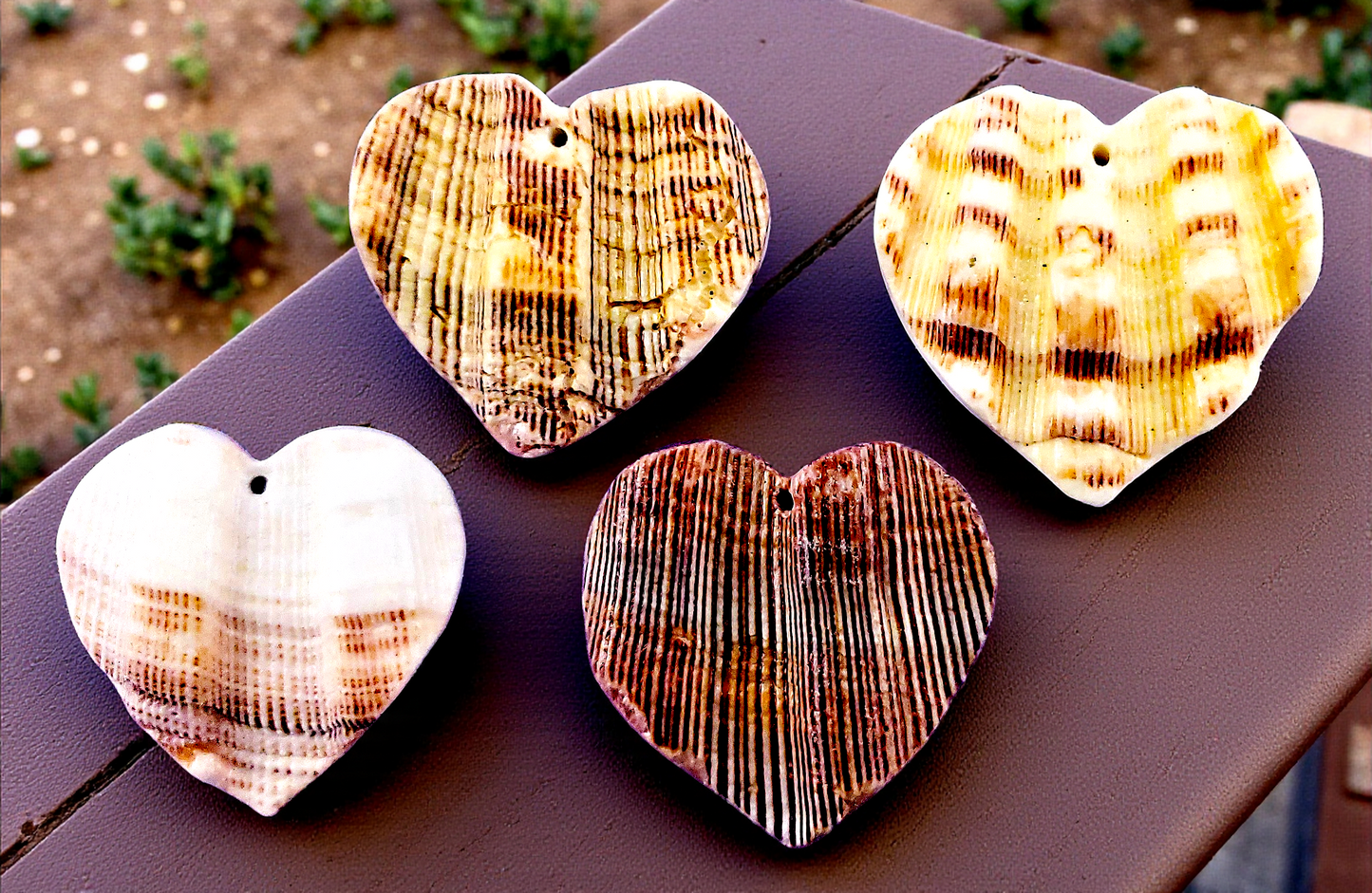 T-113 Lion's Paw Seashell Pendants