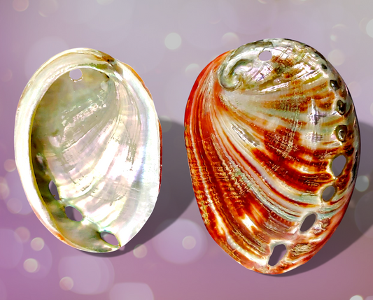 #2491R Red Abalone Pendants