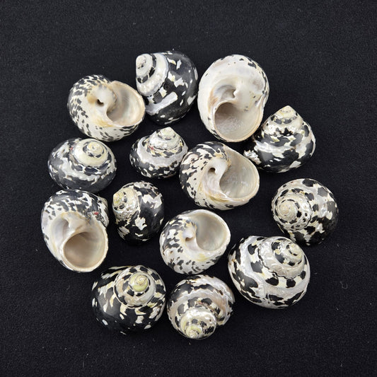 9105 (Megpie Shell 1.5 - 2.5")